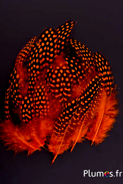 Pintade de Numidie - 3-6 cm - orange